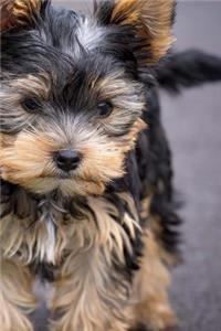 Cute Little Yorkie Running Down the Road Journal