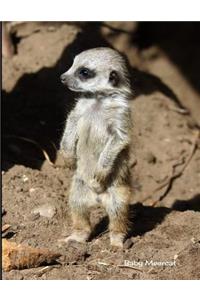 Baby Meercat