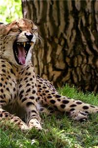 A Cheetah Yawning Journal