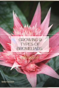 Growing 9 Types of Bromeliads