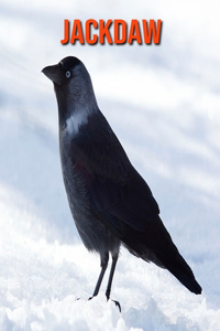 Jackdaw