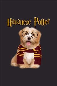 Havanese Potter