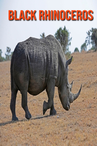 Black Rhinoceros