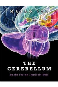 Cerebellum