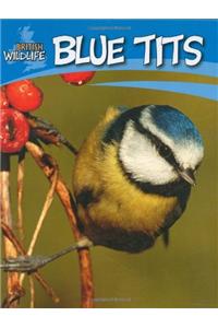 Blue Tits