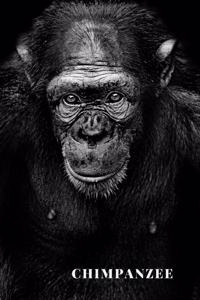 Chimpanzee