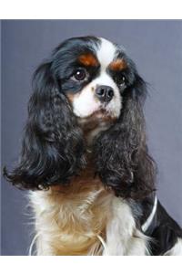 Cavalier King Charles Spaniel Notebook