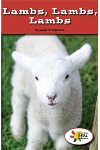Lambs, Lambs, Lambs