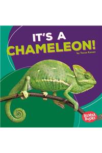 It's a Chameleon!