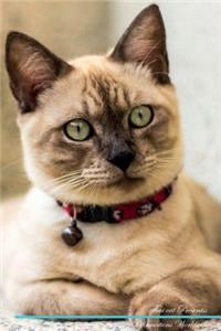 Thai Cat Affirmations Workbook Thai Cat Presents: Positive and Loving Affirmations Workbook. Includes: Mentoring Questions, Guidance, Supporting You.