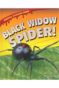 Black Widow Spider!