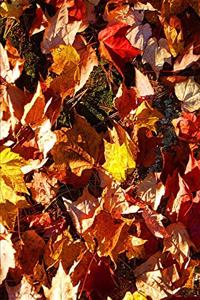 Fall Colors 2020 Weekly Planner Pretty Autumn Leaves 134 Pages