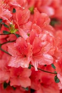 Rhododendron Red Azalea Flowers Blooming in the Garden Journal