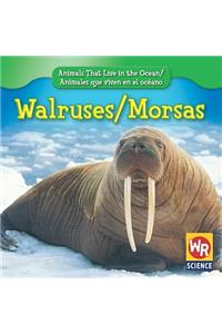 Walruses / Morsas