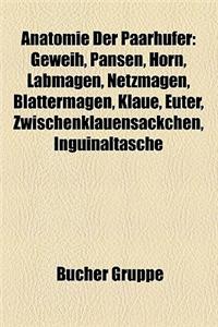 Anatomie Der Paarhufer