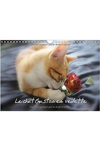 Le Chat Gaston en Vedette 2017