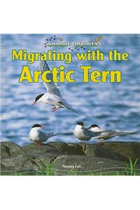 Migrating with the Arctic Tern