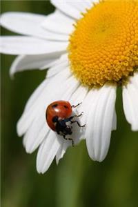 Ladybug on a Flower Nature Journal