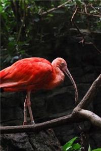 Lovely Scarlet Ibis in the Wild Bird Journal