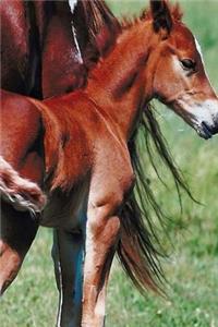 Journal Pinto Mare Foal Equine Horses
