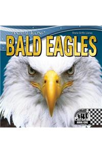 Bald Eagles