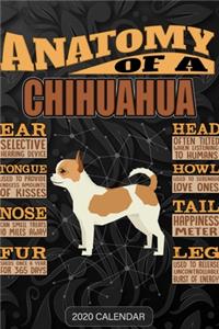 Anatomy Of A Chihuahua