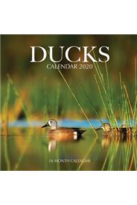 Ducks Calendar 2020