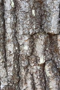 2020 Weekly Planner Oak Tree Bark Photo 134 Pages