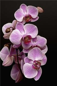 Orchid Notebook