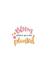 Bloom Where You Are Planted