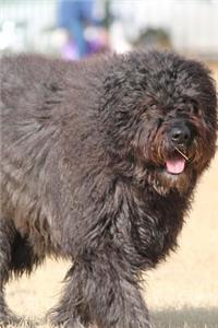 Fluffy Bouvier des Flandres Dog Journal