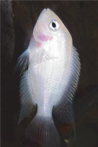 Pink Convict Cichlid Amatitlania Nigrofasciata Journal