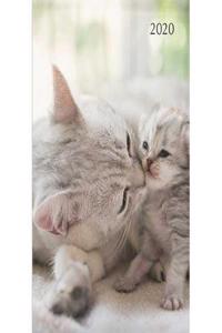 Cats & Kittens