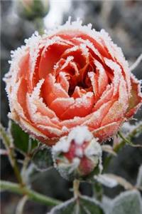 Frost on The Rose Journal