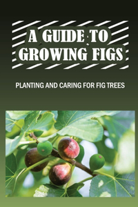 Guide To Growing Figs