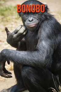 Bonobo