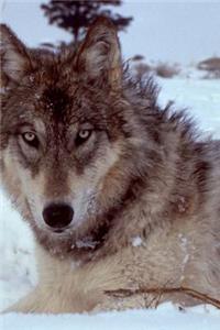 Gray Wolf (Canis lupus) in a Winter Coat Portrait Journal