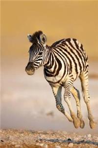 A Happy Baby Zebra Running Free Journal