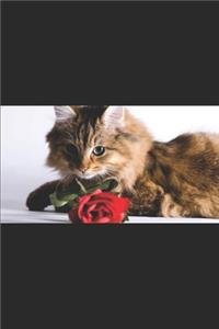 Valentine Cat
