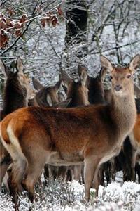 Herd of Deer on the Edge of a Meadow Journal