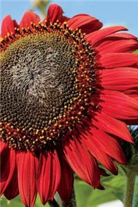 Stunning Red Sunflower Journal