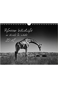 African Wildlife in Black and White / UK-Version 2018
