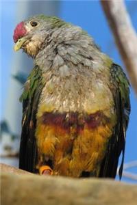 Northern Mariana Islands State Bird - Mariana Fruit-dove Journal