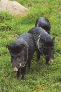 The Peccary Journal: 150 Page Lined Notebook/Diary