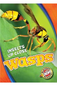 Wasps
