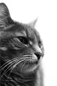 Cat Internet Password Logbook