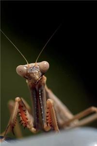 Playing Peek a Boo, Praying Mantis Journal