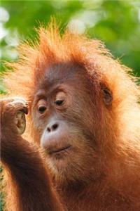 Monkey Notebook - Journal Gift for Cute Animal Lovers