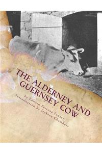 Alderney and Guernsey Cow