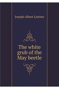 The White Grub of the May Beetle